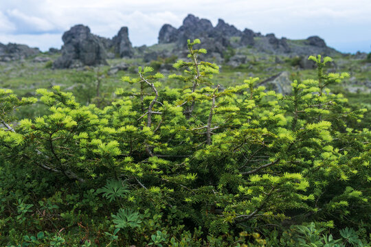 Dwarf pine tree in the mountains of Northern Urals, Russia.