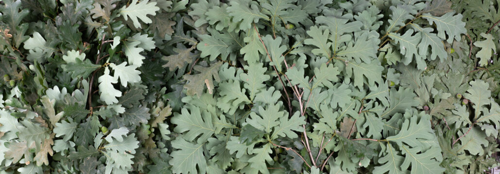 background of green oak leaves