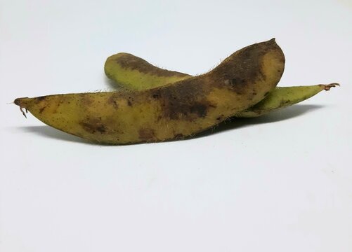 Rotten and Damaged Edamame Pods on White Background