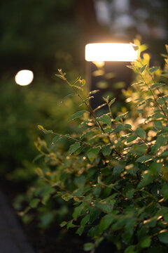 Modern outdoor bollard lamp illuminates wet green bush branches with fresh raindrops at night. Warm electric lighting accentuates botanical textures for residential landscape design ideas.