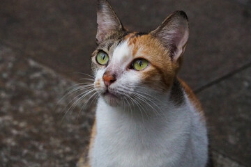 portrait of a cat © Shelby