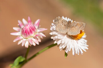 Moth drinking nectar from paper daisy flower © Lucia Tieko