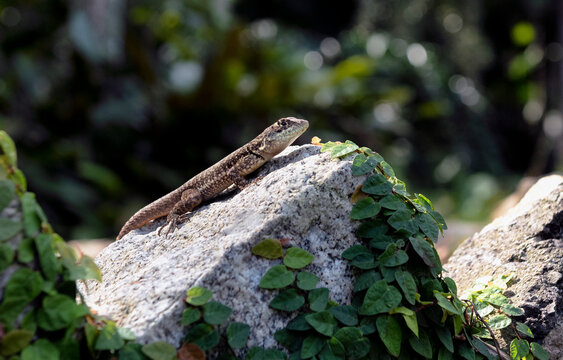 Amazon lava lizard