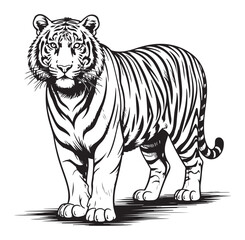 Obraz premium Tiger Standing Isolated on White Background