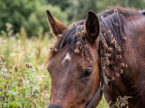 Epizoochory in Horses: Biological Seed Dispersal