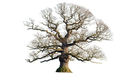 Large old oak tree with bare branches and mossy trunk © Lyra