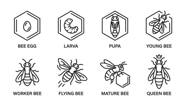 Different stages of a bee life.