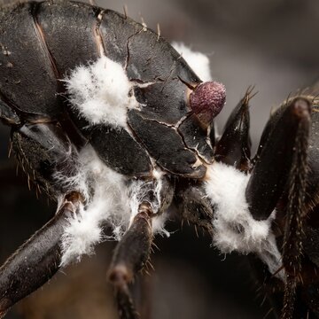 Extreme macro of cordyceps fungal hyphae and stroma bud erupting through dead ant exoskeleton