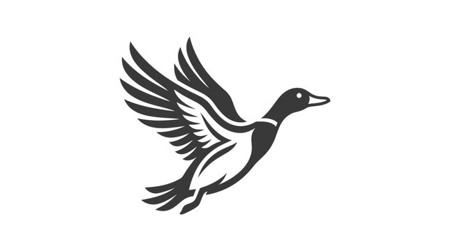 Black and white duck in flight.