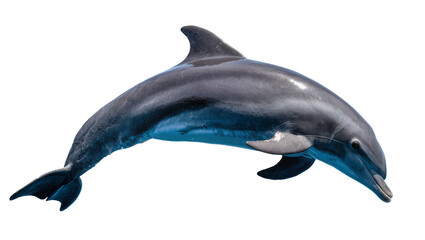 Gray dolphin swimming with sleek body and fins © Lyra