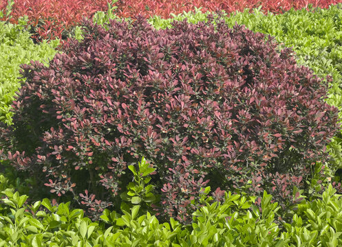 Purple Japanese barberry or Berberis thunbergii shrub with burgundy foliage in a landscaped garden 