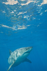 Naklejka premium Great white shark in the Pacific Ocean