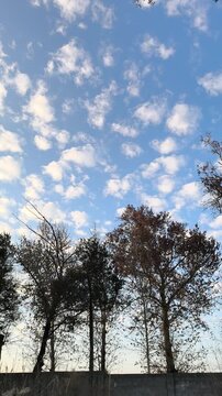 Vertical camera tilt down from clear blue sky with fluffy clouds to a warm golden sunset glowing through trees and dry grass. Scenic nature transition.
