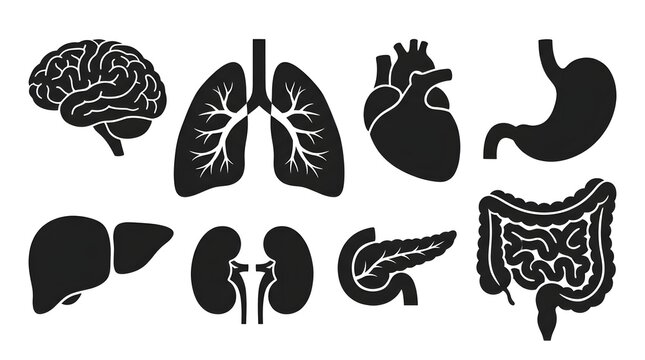 Set of human internal organ icons including brain lungs heart stomach liver kidneys pancreas and intestines as black silhouettes for medical design