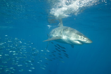 Great white shark in the Pacific Ocean © willtu