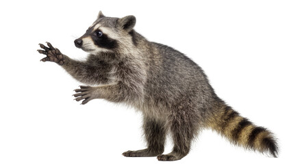Raccoon with masked face and striped tail reaching out paw © Cressida