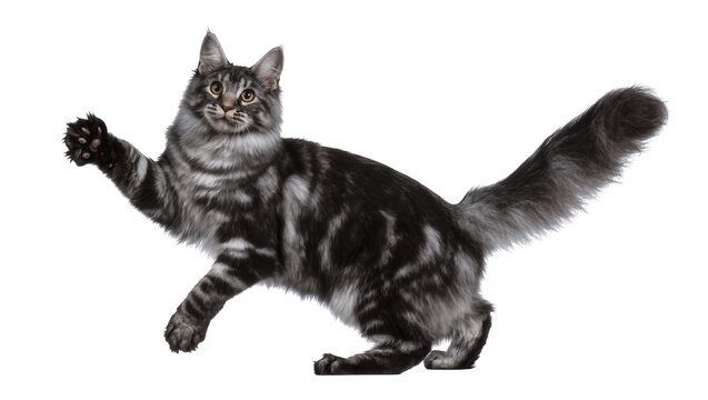Maine Coon cat with silver tabby fur playful pose, white