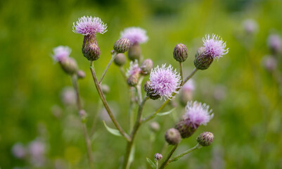 Fototapeta premium Blooming thistle plant close up, Field thistle background