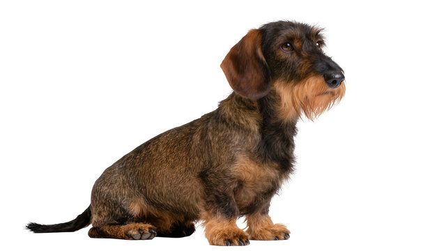 Wirehaired Dachshund dog sitting profile view