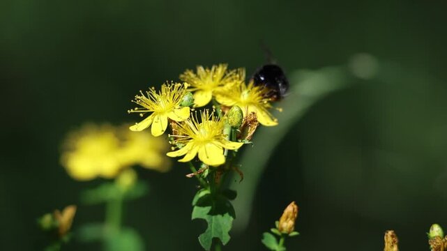 Busy bumblebee visiting blooming common St John's wort in a wildflower meadow, Hypericum perforatum, slow motion