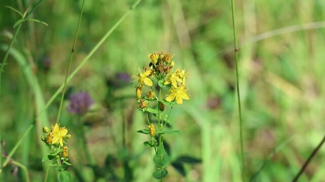 Bumblebee collecting nectar from common St John's wort on a sunny summer day, Hypericum perforatum, slow motion