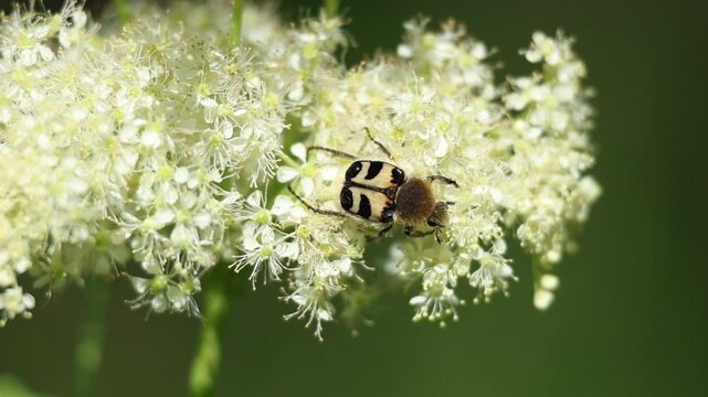 Eurasian bee beetle, Trichius fasciatus, feeding on common dropwort, Filipendula vulgaris,  slow motion