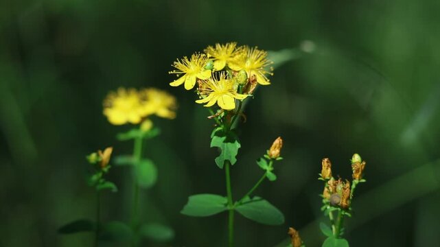 Common St John's wort gently swaying in the summer breeze on a sunny meadow, Hypericum perforatum, slow motion