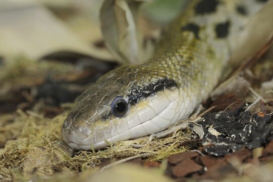 Taiwan beauty snake (Orthriophis taeniurus frisei, Elaphe taeniura frisei), captive, occurrence in Asia