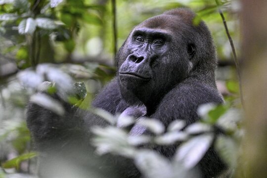 Western lowland gorilla (Gorilla gorilla gorilla), male, silverback, Ba&iuml;-Hokou, Dzanga-Ndoki National Park, Unesco World Heritage Site, Dzanga-Sangha Complex of Protected Areas (DSPAC), Sangha-Mba&eacute;r&eacute; Prefecture, Central African Republic