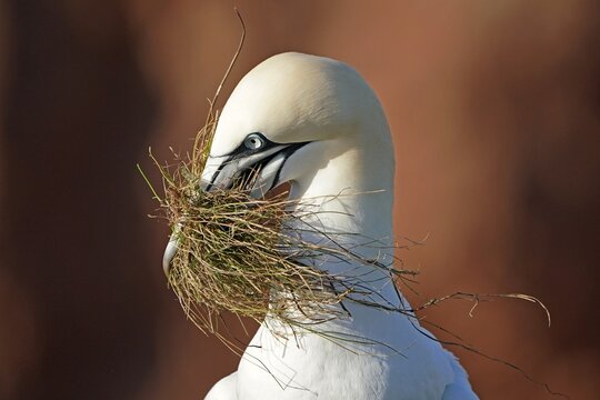 Northern gannet (Sula bassana) animal portrait with nesting material, Helgoland Island, Schleswig-Holstein, wildlife, Germany