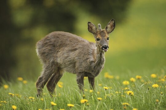 European roe deer (Capreolus capreolus) fawn with a short basal spike in common dandelion (Taraxacum) Allg&auml;u, Bavaria, Germany