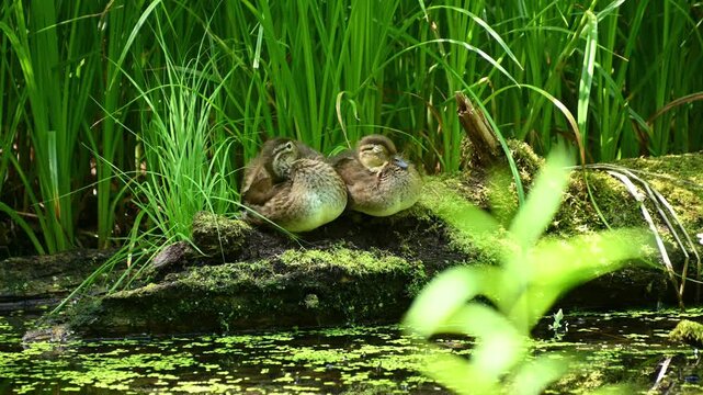 Two ducklings resting on mossy log by reed lined pond. mandarin duck, Aix galericulata