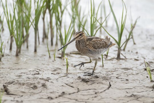 Common snipe (Gallinago gallinago) adult wading bird on mud, England, United Kingdom