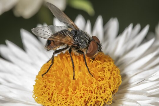 Gold shield fly (Phasia aurigera), female on a white immortelle (Xerochrysum bracteatum) with yellow centre, macro photograph, Baden-W&uuml;rttemberg, Germany