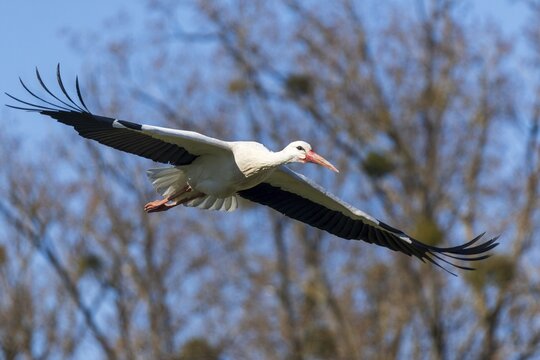 A stork glides with majestic wings over a wooded area, white stork (Ciconia ciconia), wildlife, Germany