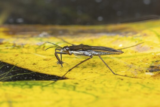 Common pond skater (Gerris lacustris) adult insect feeding on an aphid on a fallen autumn leaf on the water surface of a garden pond, England, United Kingdom