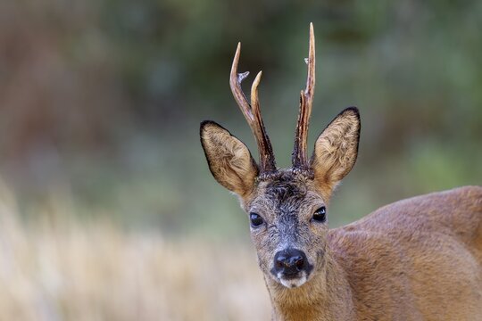 Surprising encounter between roebuck (Capreolus capreolus) and photographer in the early morning, close-up, portrait, leaf time, mating season, August, Germany