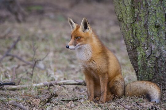 Red fox ( Vulpes vulpes) sitting in front of a tree trunk, watchful gaze, Netherlands