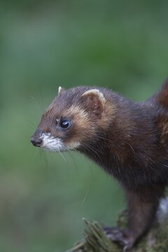 European polecat (Mustela putorius) adult animal portrait, United Kingdom