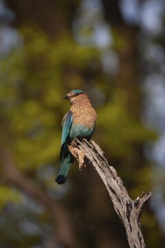 Indian roller (Coracias benghalensis) adult bird on a tree branch, Bandhavgarh, Madhya Pradesh, India