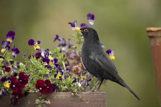 Eurasian blackbird (Turdus merula) adult male garden bird on a plant pot with pansy and viola flowers in spring, England, United Kingdom