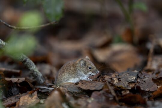 The bank vole (Myodes glareolus) rarely eats directly at the feeding site, it eats in a safe place, vector, hantavirus, Germany