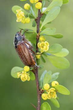 Cockchafer (Melolontha melolontha), sitting on the branch of a barberry (Berberis vulgaris), Schwaz, Tyrol, Austria
