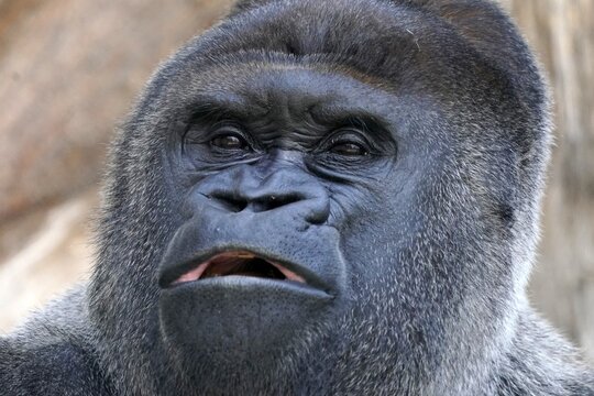 Western western gorilla (Gorilla gorilla) silverback, animal portrait, captive