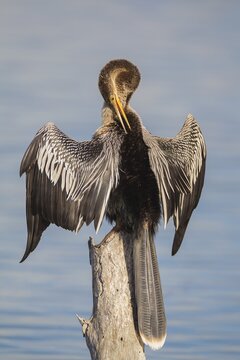 Anhinga (Anhinga anhinga) preening feathers, Florida, Everglades, USA