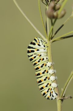 Swallowtail (Papilio machaon), caterpillar, North Rhine-Westphalia, Germany