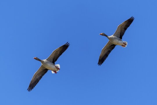 Two geese flying parallel in the clear blue sky, greylag goose (Anser anser), wildlife, Germany