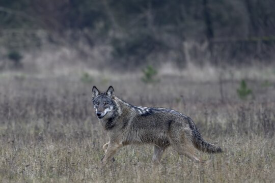 This wolf (Canis lupus) is one of the most beautiful specimens of this species that I have observed so far, shy, fearful, sceptical, insecure, Denmark
