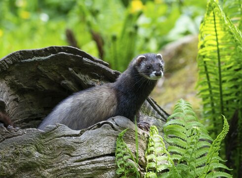 European polecat (Mustela putorius) or wood tiger looking out of a tree hollow, captive, Germany