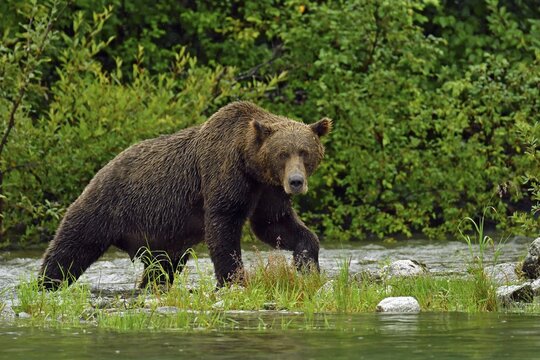 Brown bear (Ursus arctos) striding along the shore, Lake Clarke National Park, Alaska, USA